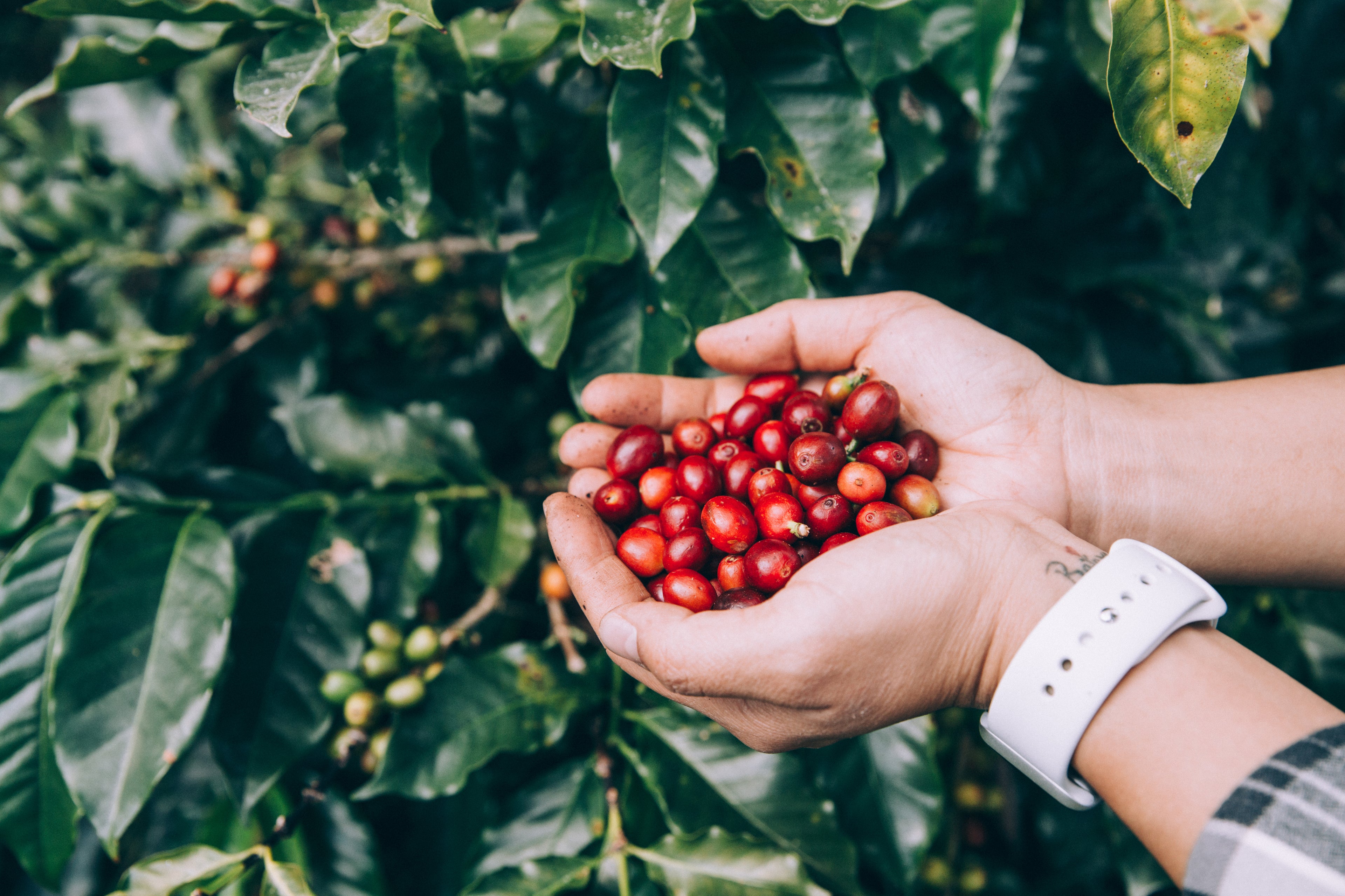 Manos sosteniendo un puñado de cerezas de café recién recolectadas frente a una planta de café.