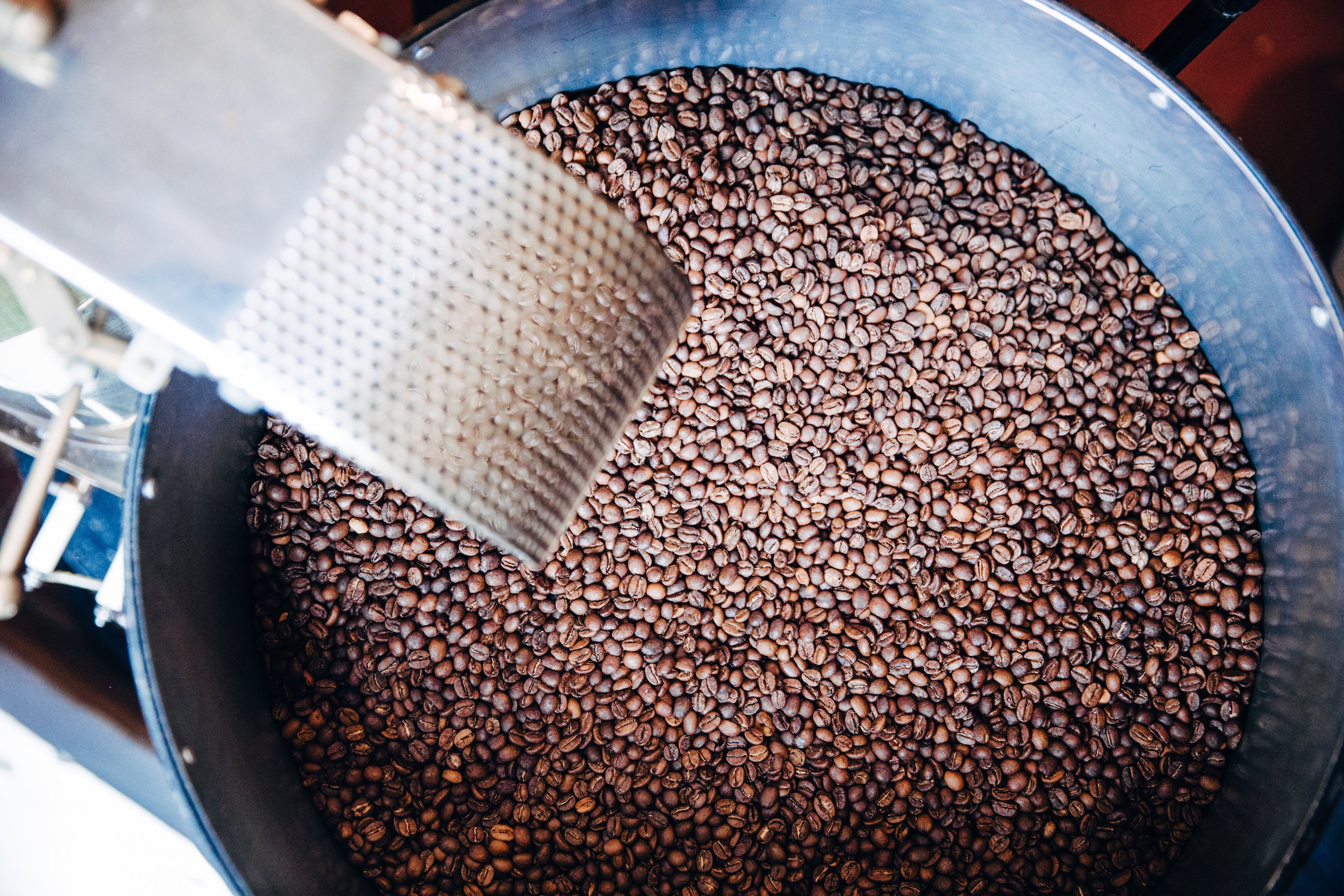 Tanda de café recién tostado enfriándose en la bandeja de una tostadora.