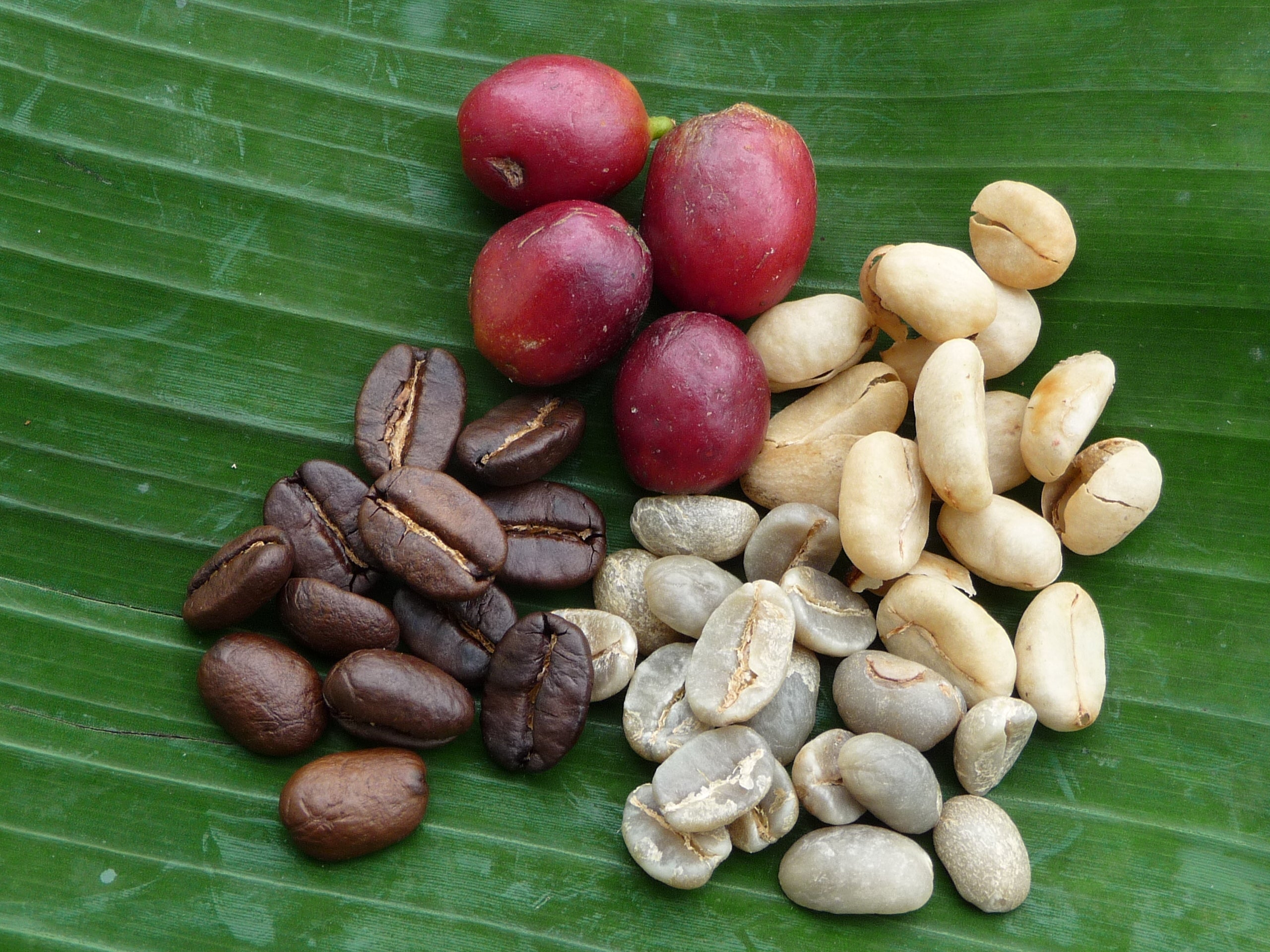 Sobre una hoja de plátano, se muestran las etapas del café: cereza, pergamino, verde y tostado.